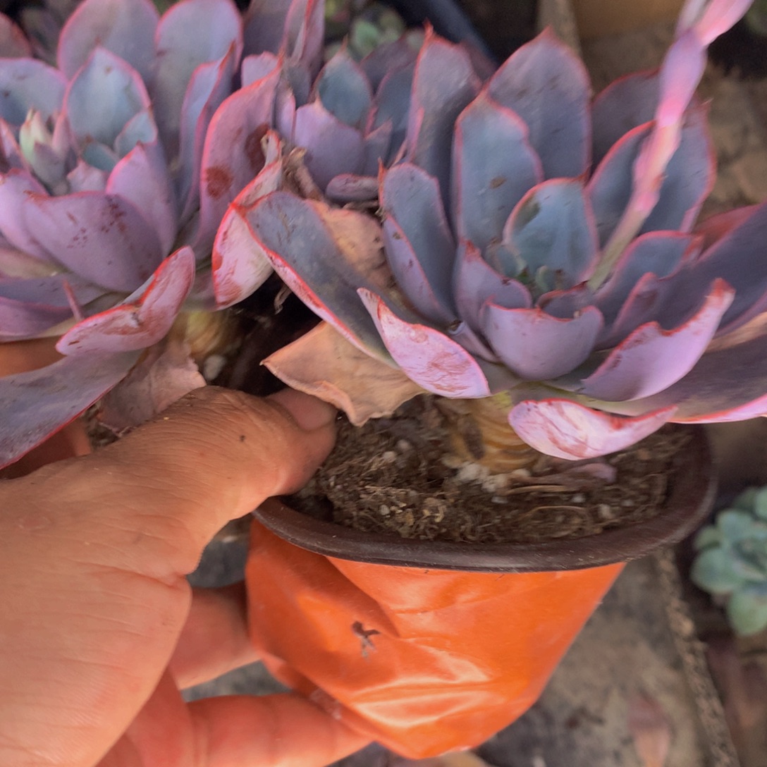 赫拉  （满9.99包邮不满9.99发叶子）