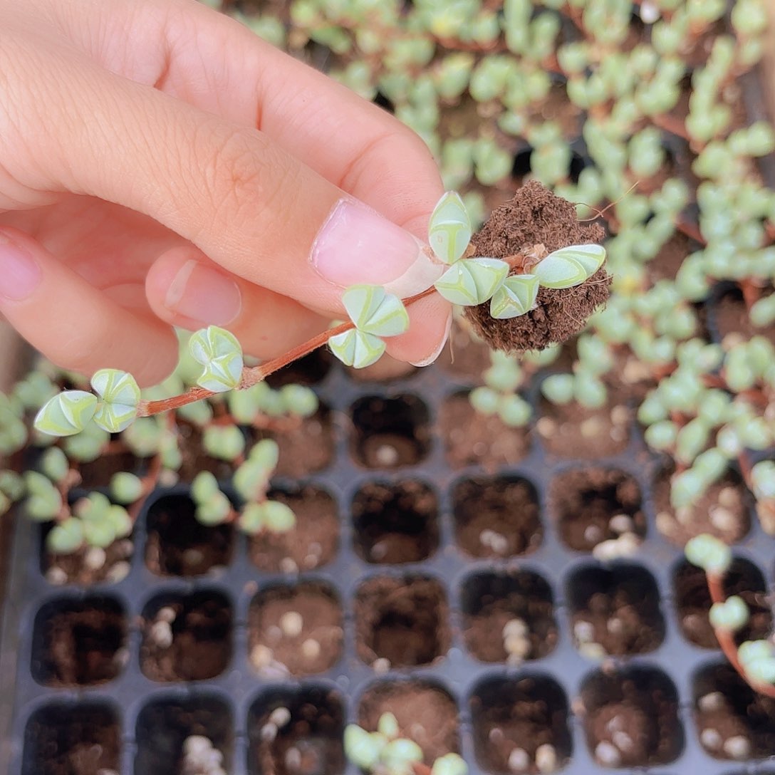 小穴苗碧玉莲2颗2米