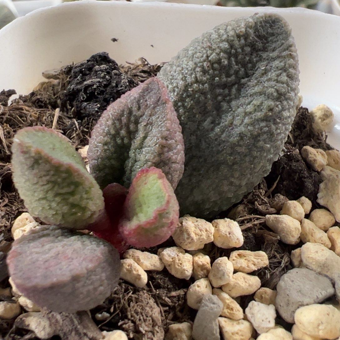 实生新品大苗多肉植物水泡