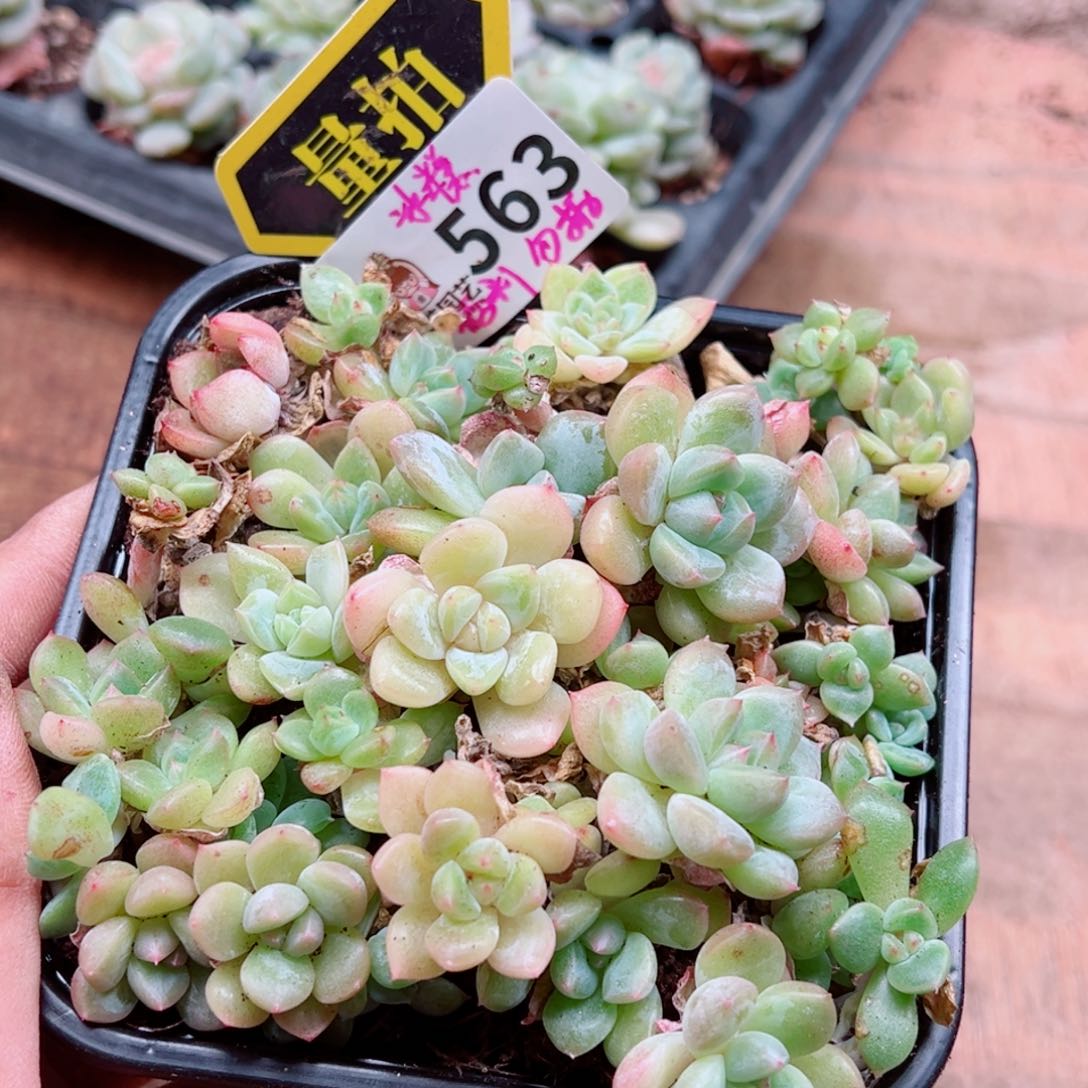 当前无花朵，栽培后可花朵