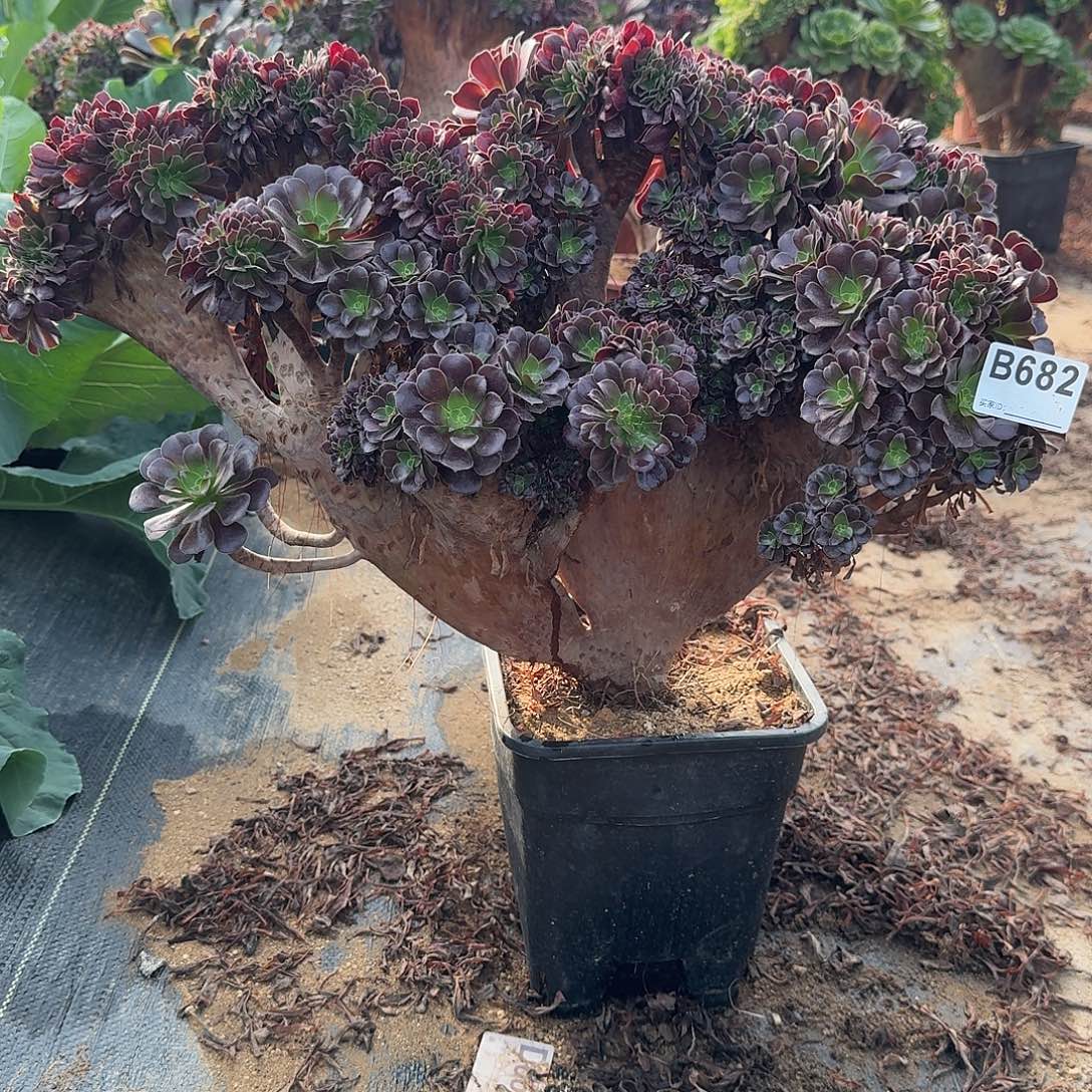 682欧紫朵朵一颗呀呀