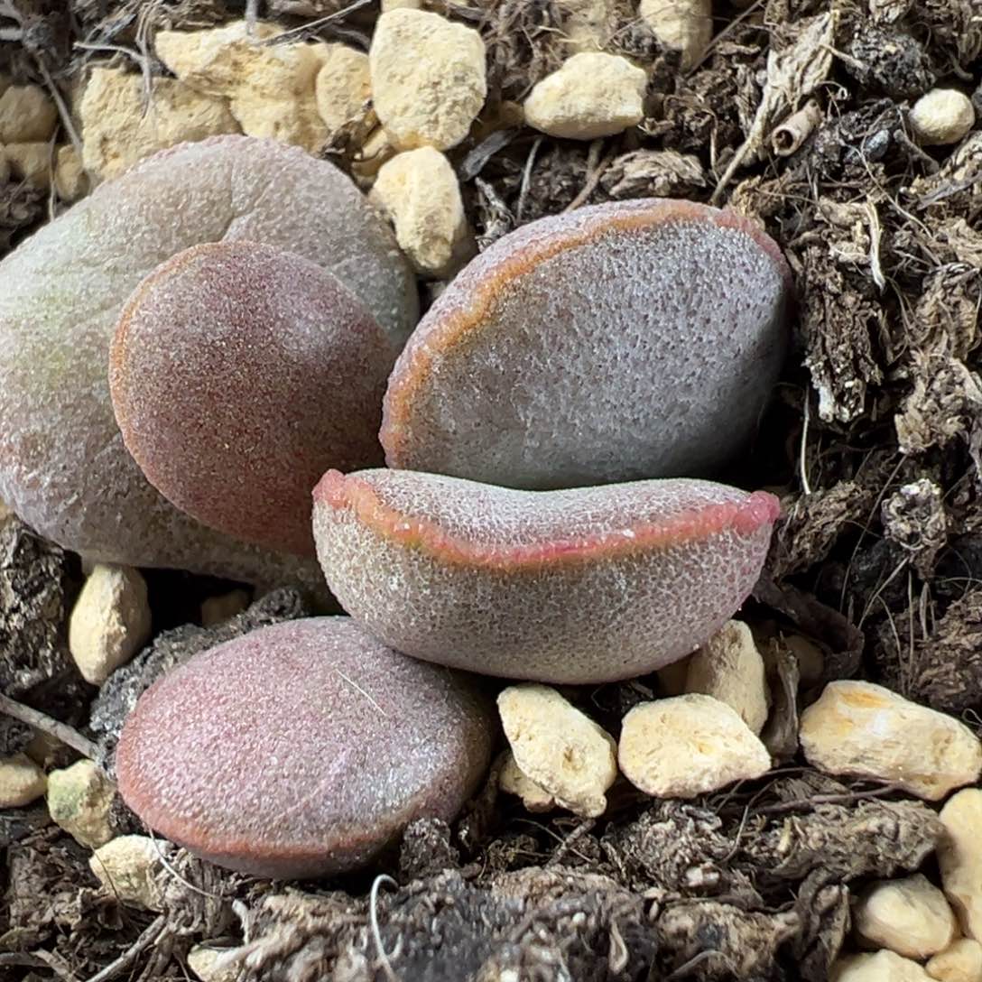 特价母叶可能会消耗rose磨砂蛋