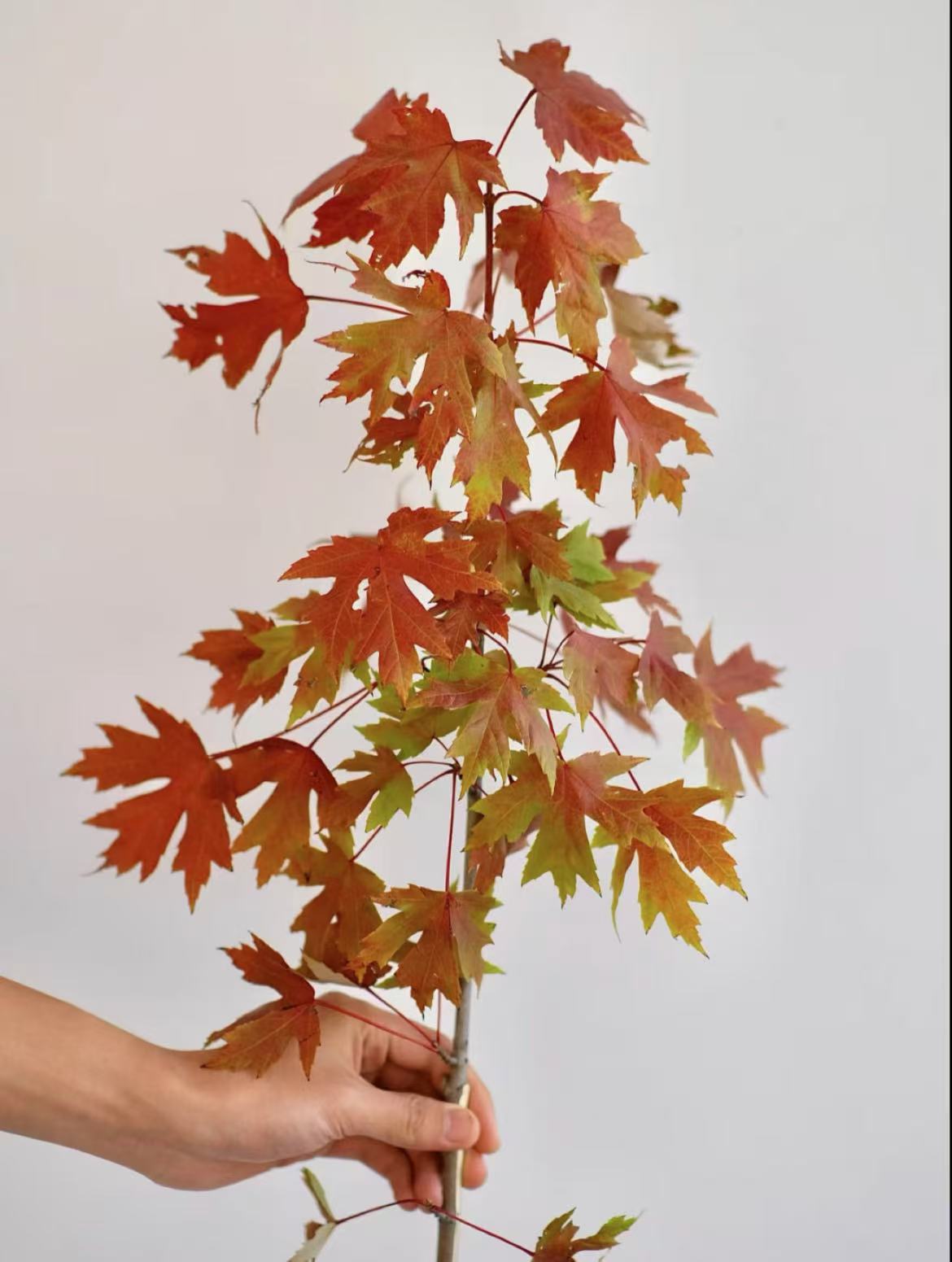 枫叶鲜切枝 插花 水培植物红枫树叶子秋季红叶枝条