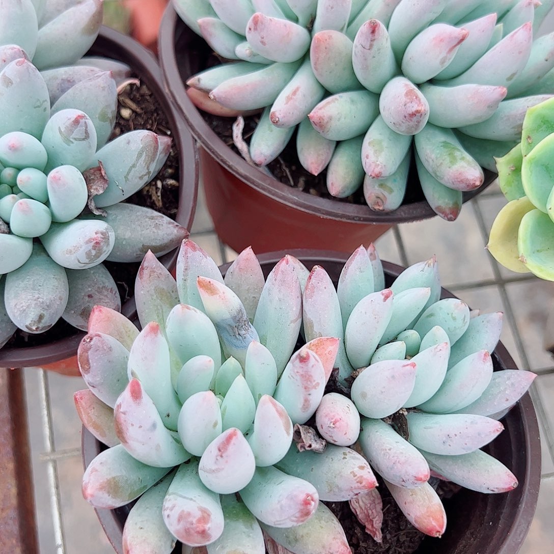所罗门双头起发精品