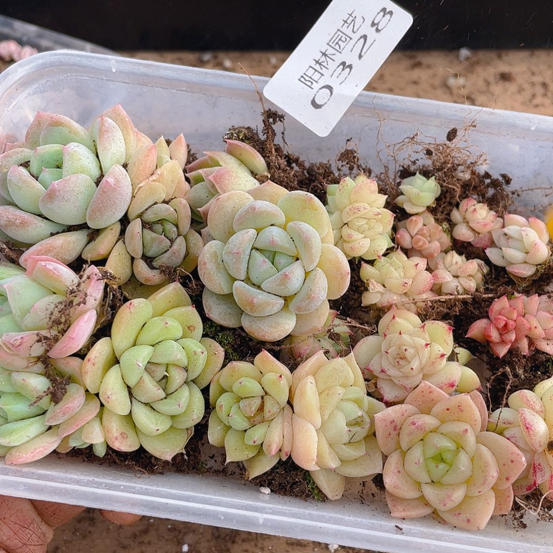 多肉植物多肉植物328