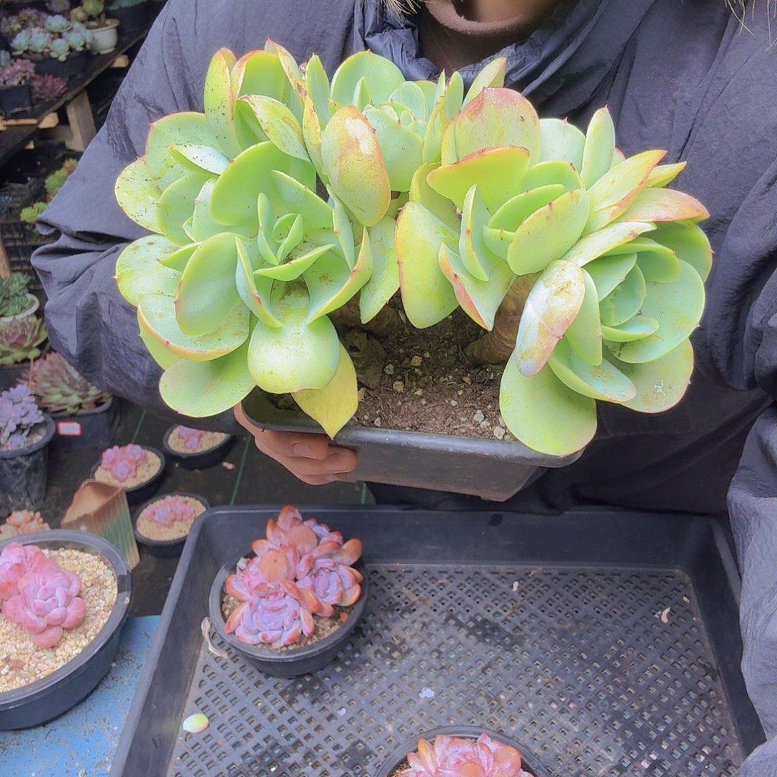 美***i9001碧桃一物一拍
