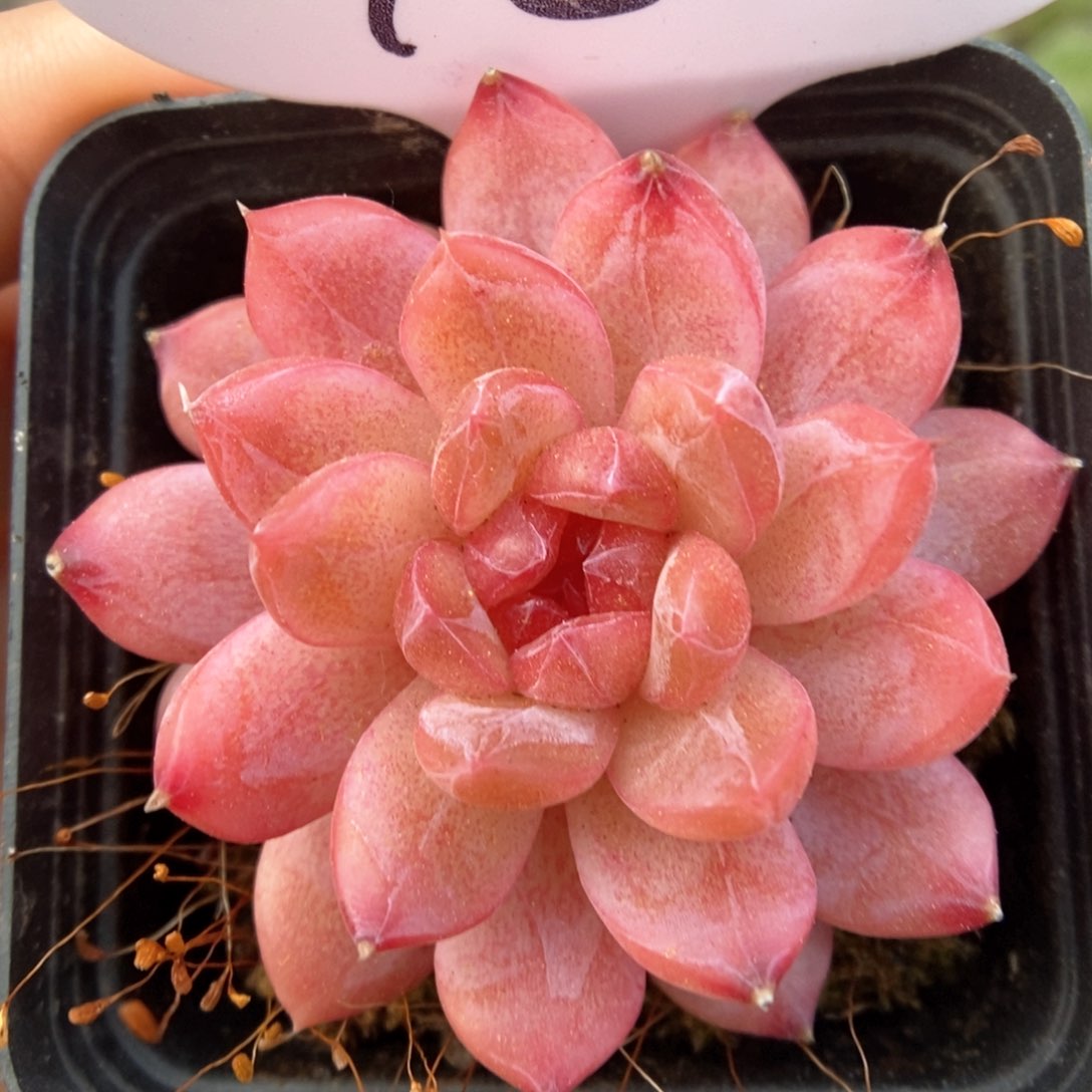 红莲可拍318号。      