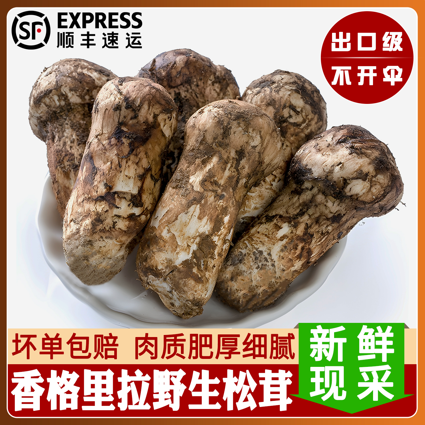 2025云南香格里拉纯野生新鲜松茸12-14cm菌菇出口级不开伞松茸