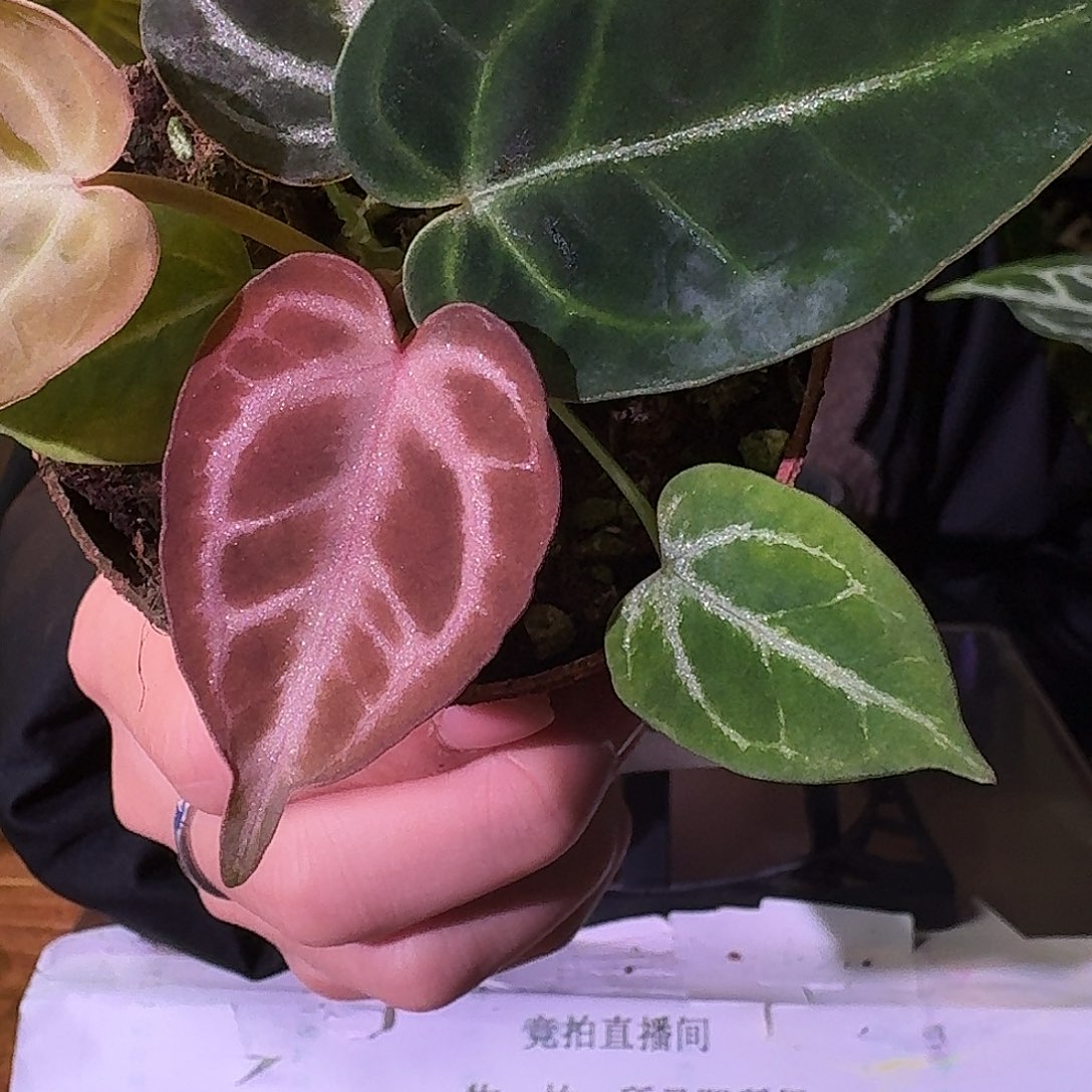 不开花植物G369skg紫水晶