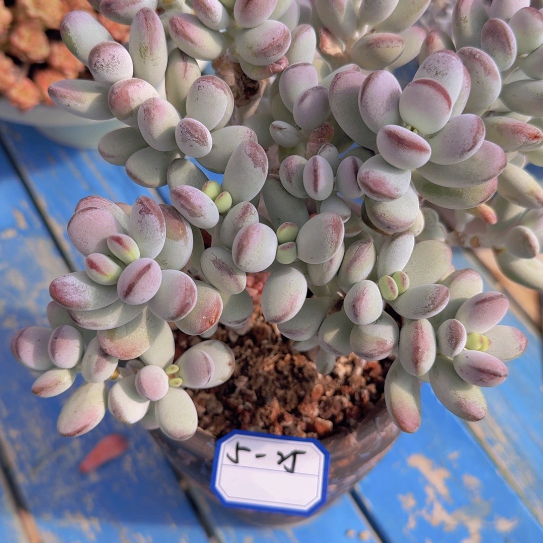 5-25乒乓富娘凡艺多肉