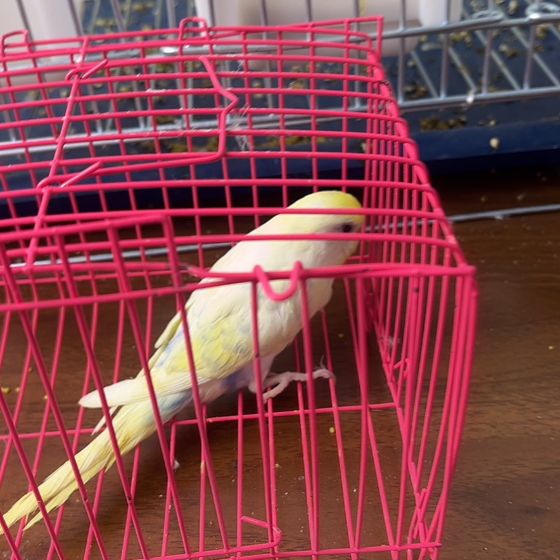 虎皮鹦鹉金彩鹦鹉