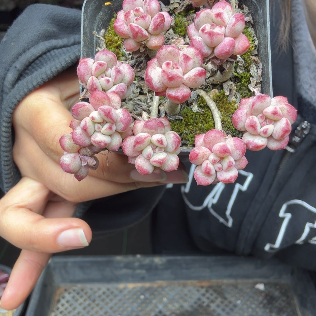 影****021小精品一物一拍