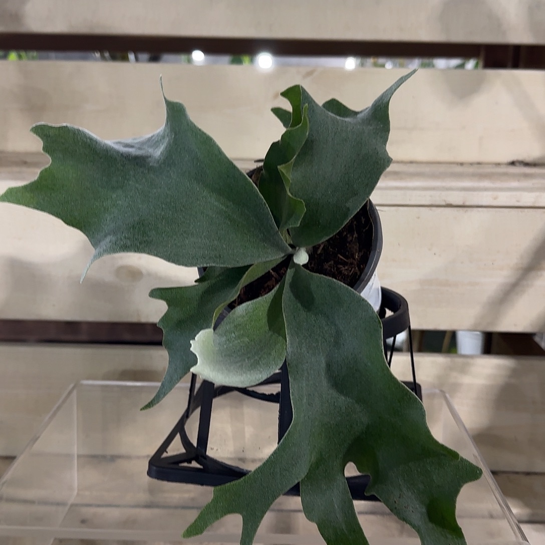 无花朵银华鹿角蕨