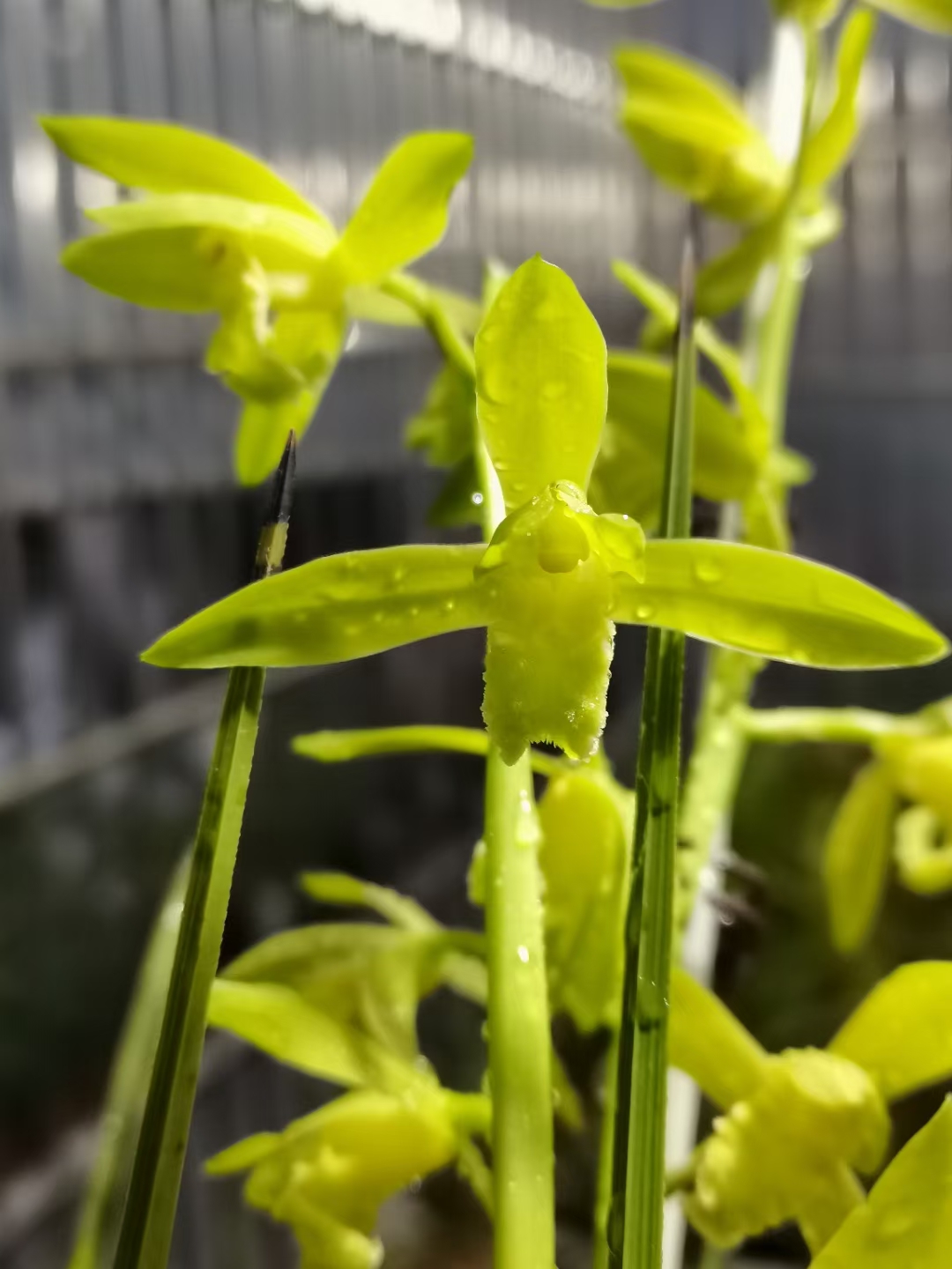 兰香居花卉店精品兰花