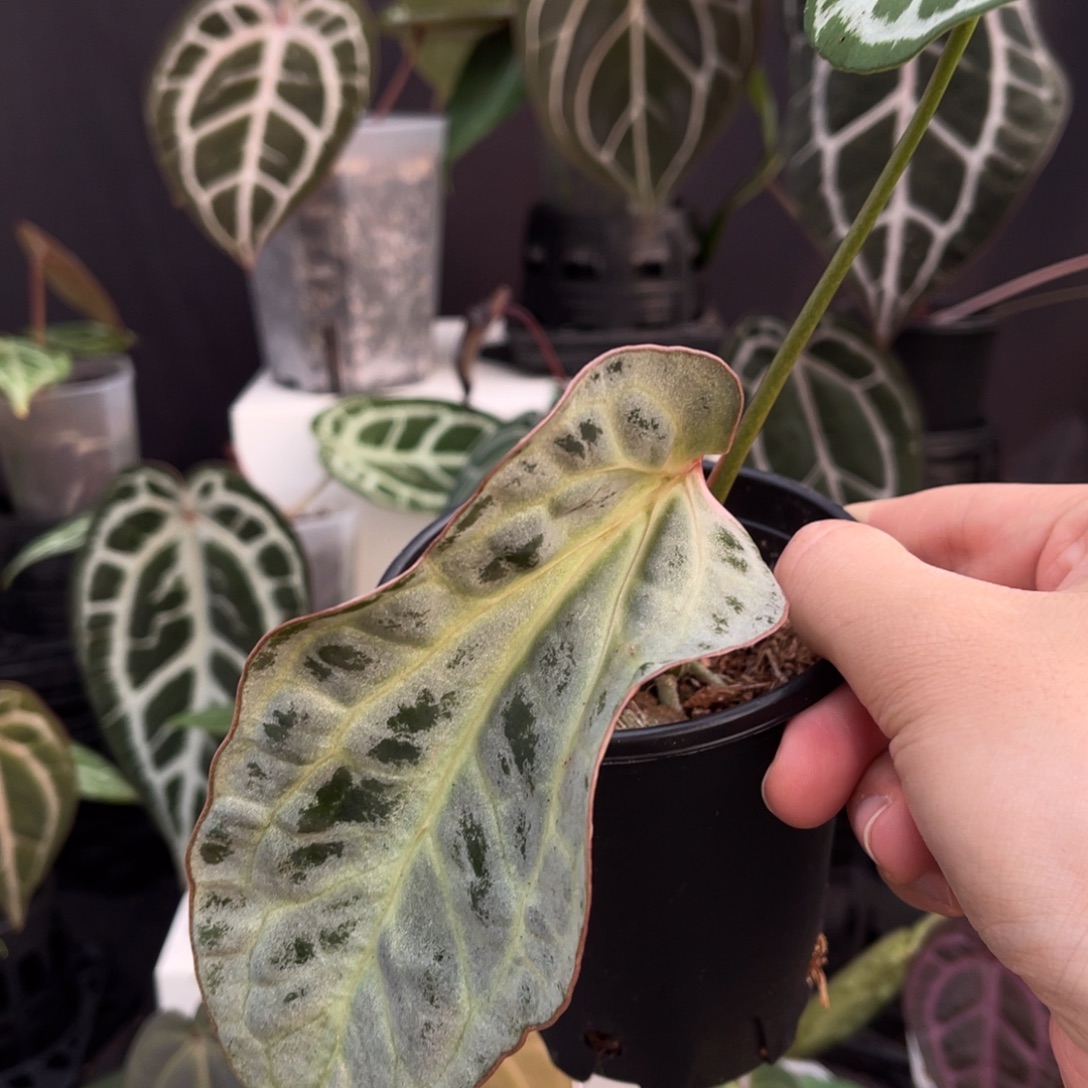 完全开放个体水晶