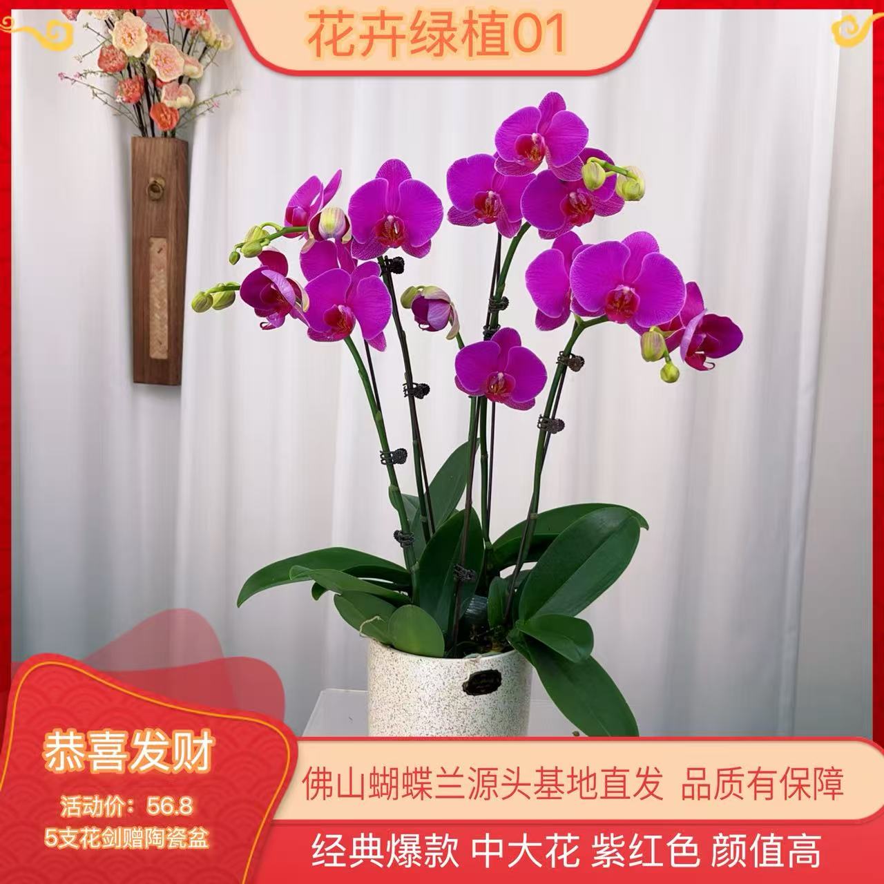 【恭喜01】高端精品蝴蝶兰室内盆栽