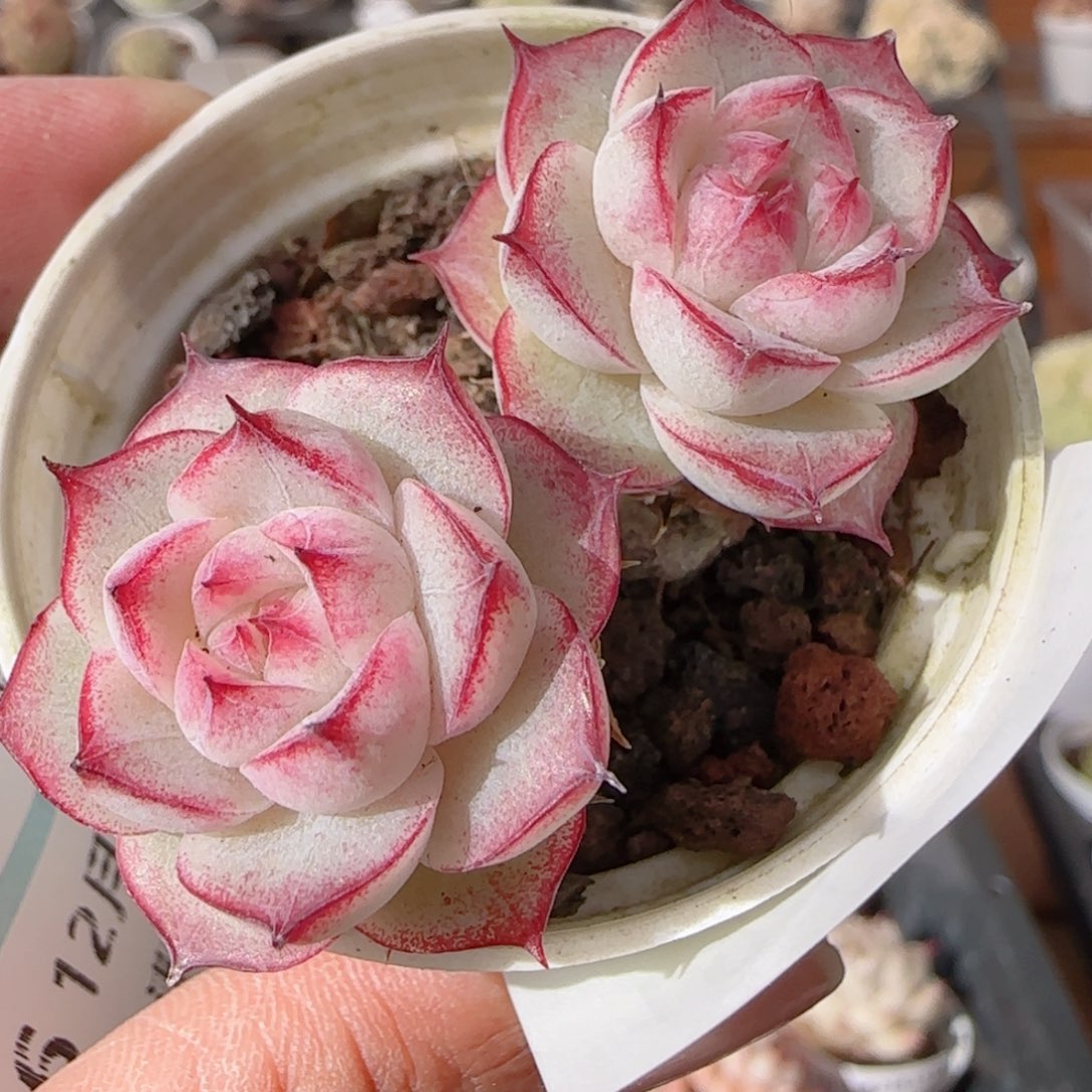 花语多肉1231-194散