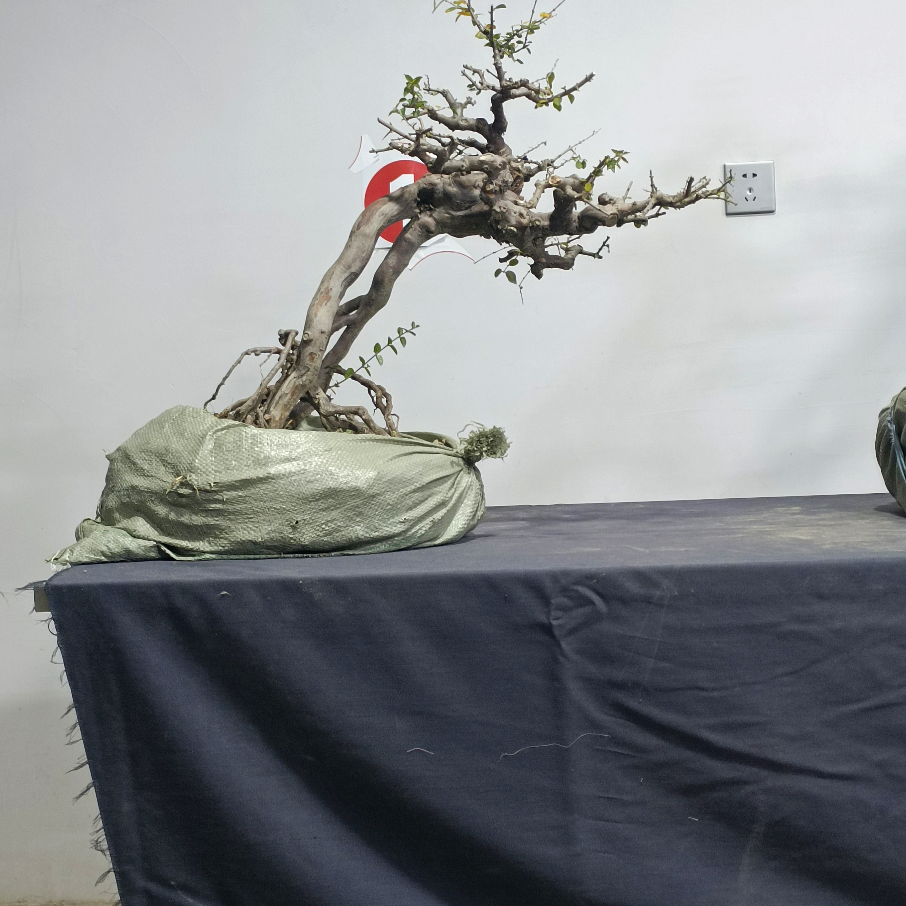 小叶雀梅老桩盆景