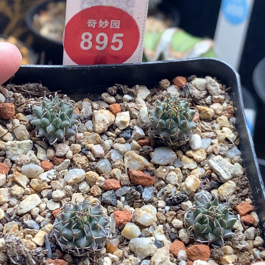 实生四颗安德森娇丽四颗一盒