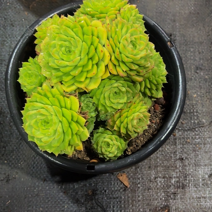 暮***雨丽娟花卉绿体麦杆多头