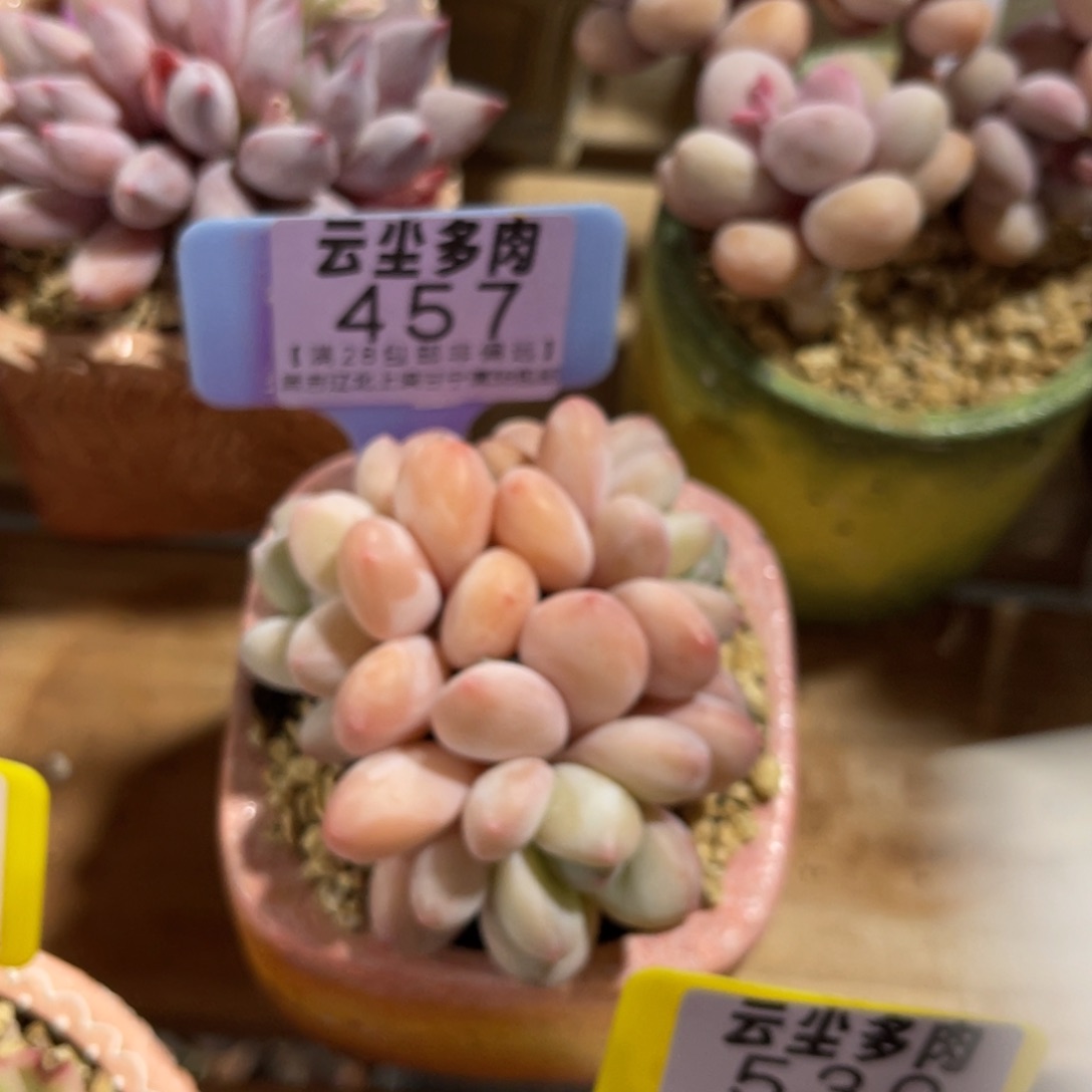 云尘多肉一物一拍457不含盆