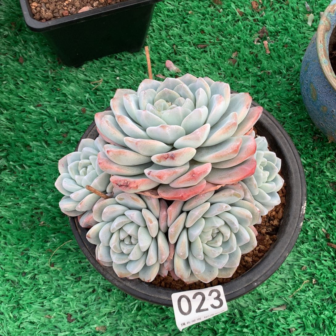 023冰玉多肉植物！！！！