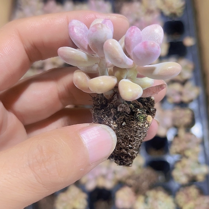 桃蛋精品多肉植物大战