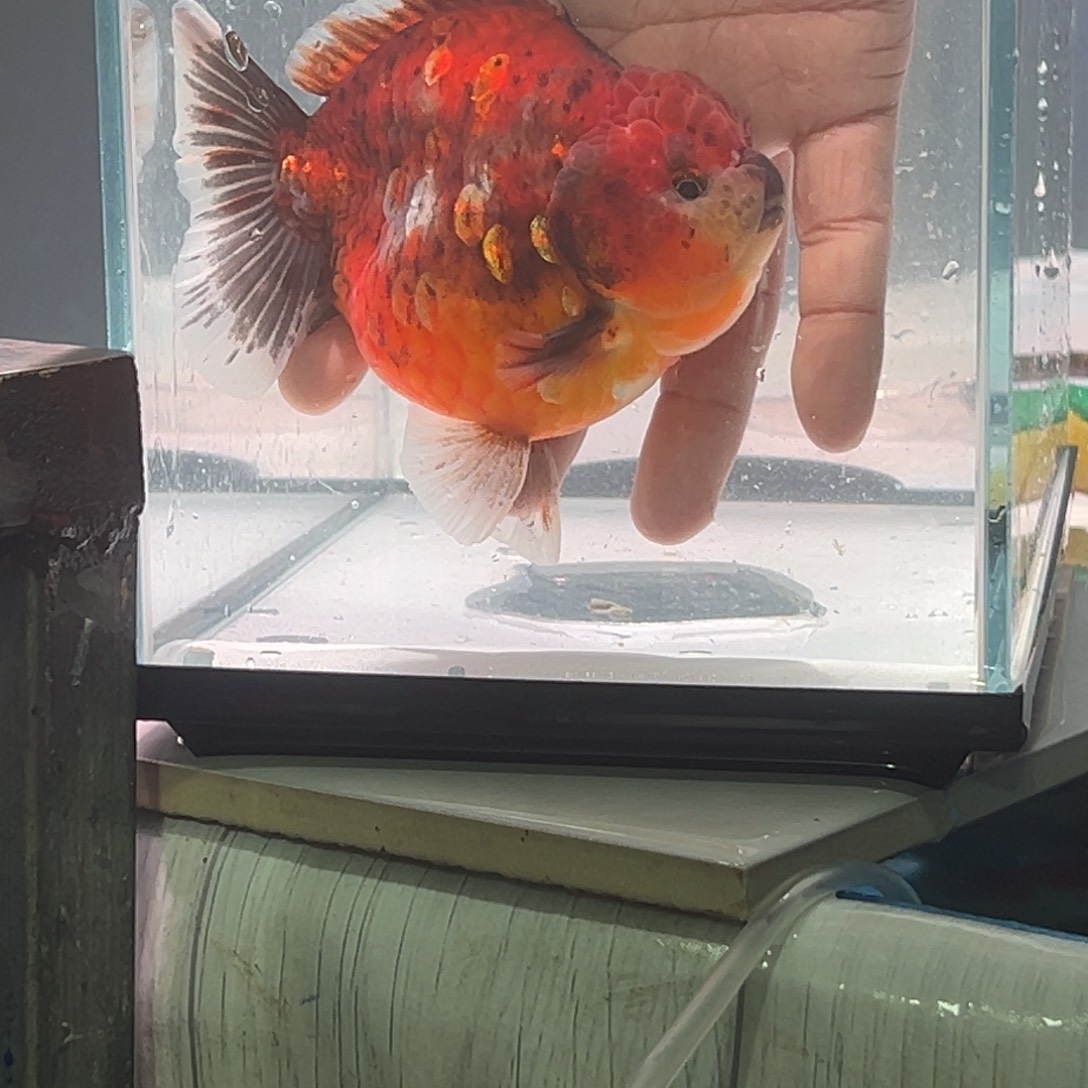 金鱼5884688856885687566