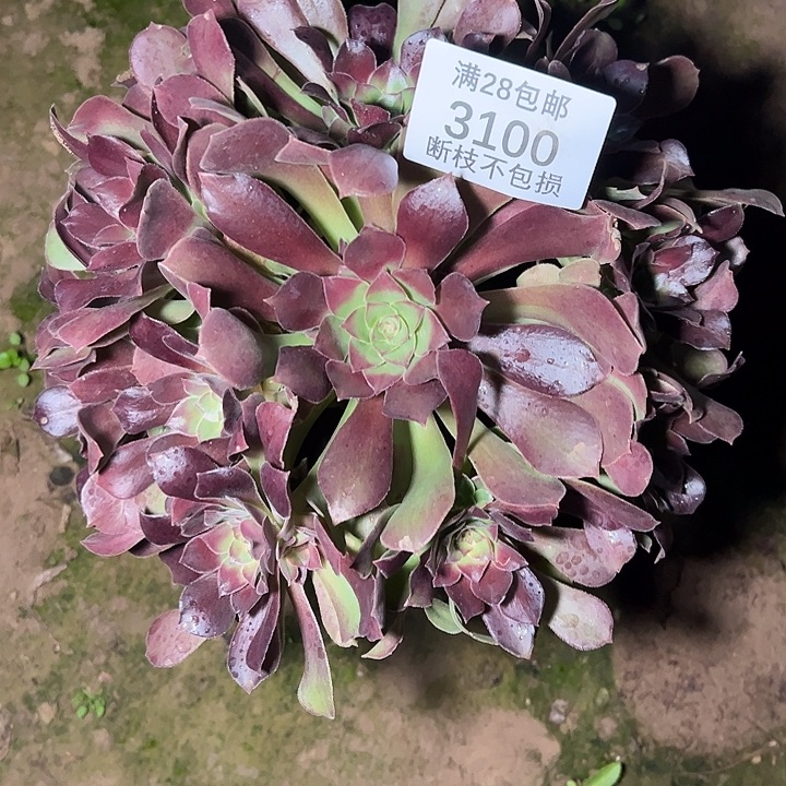 3100绍修七彩多肉植物