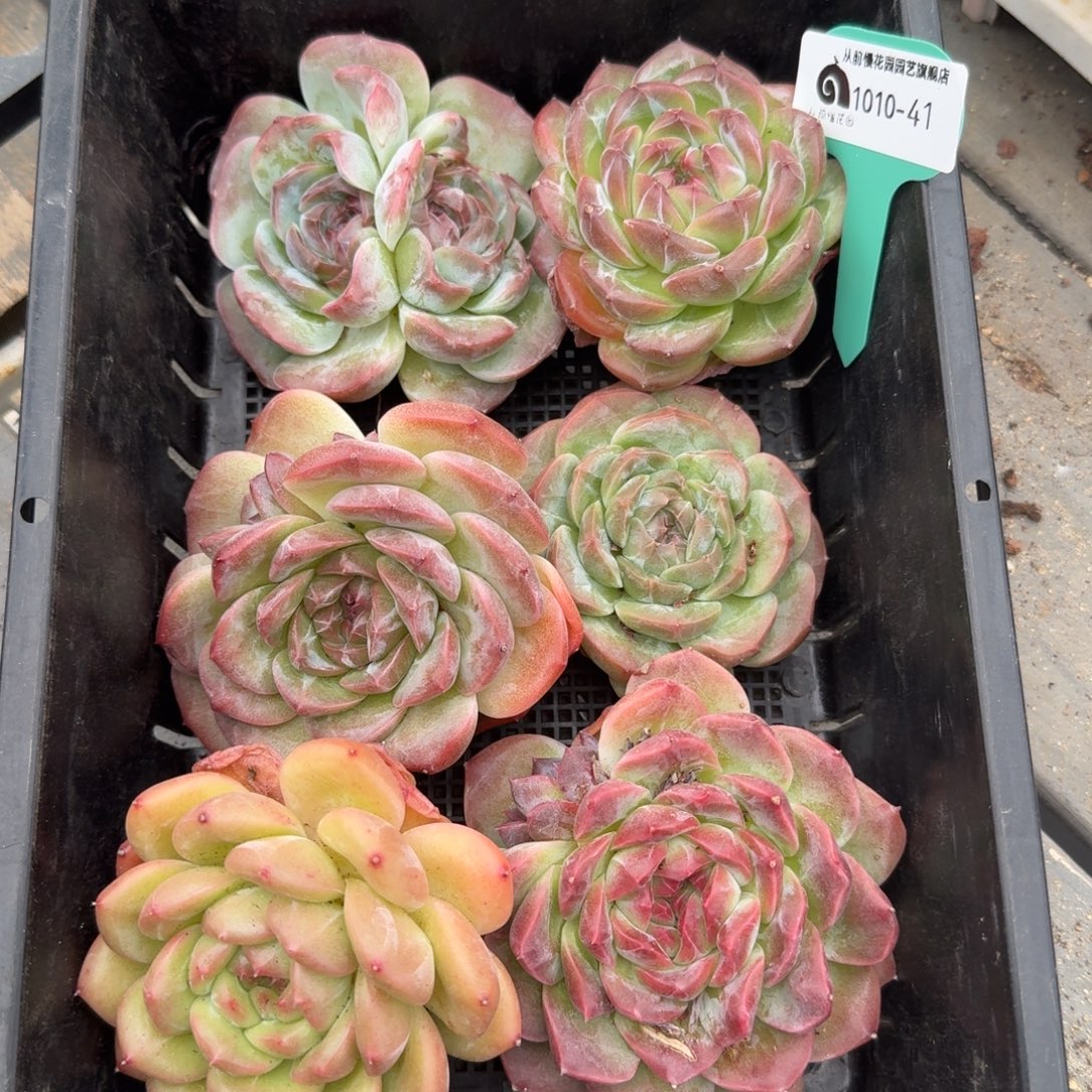 从前慢多肉精选编号1010.41