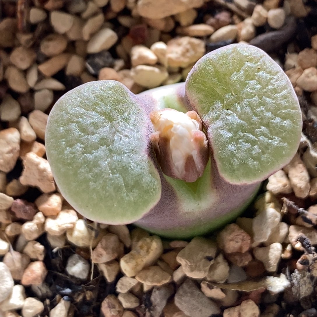 紫体白窗大大班克雪花