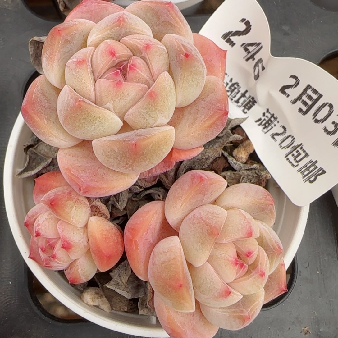 花语逸镜0203-246