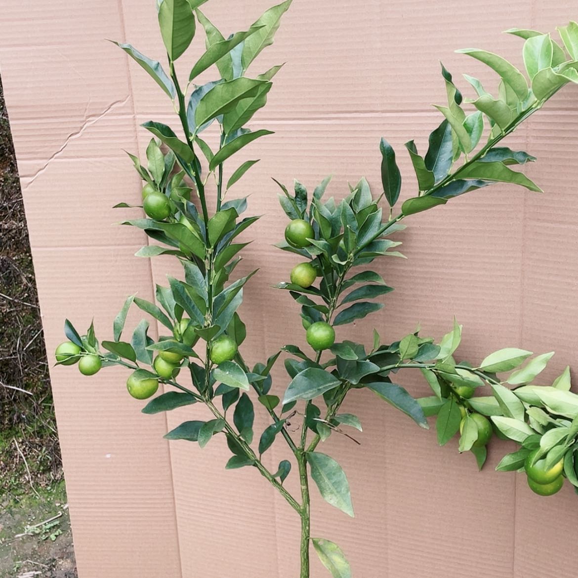 【闪购商品】完全开放顾*白