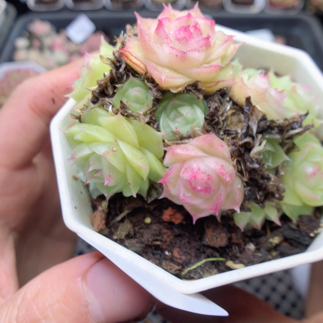 无花朵D7 潘多拉yyyyyy