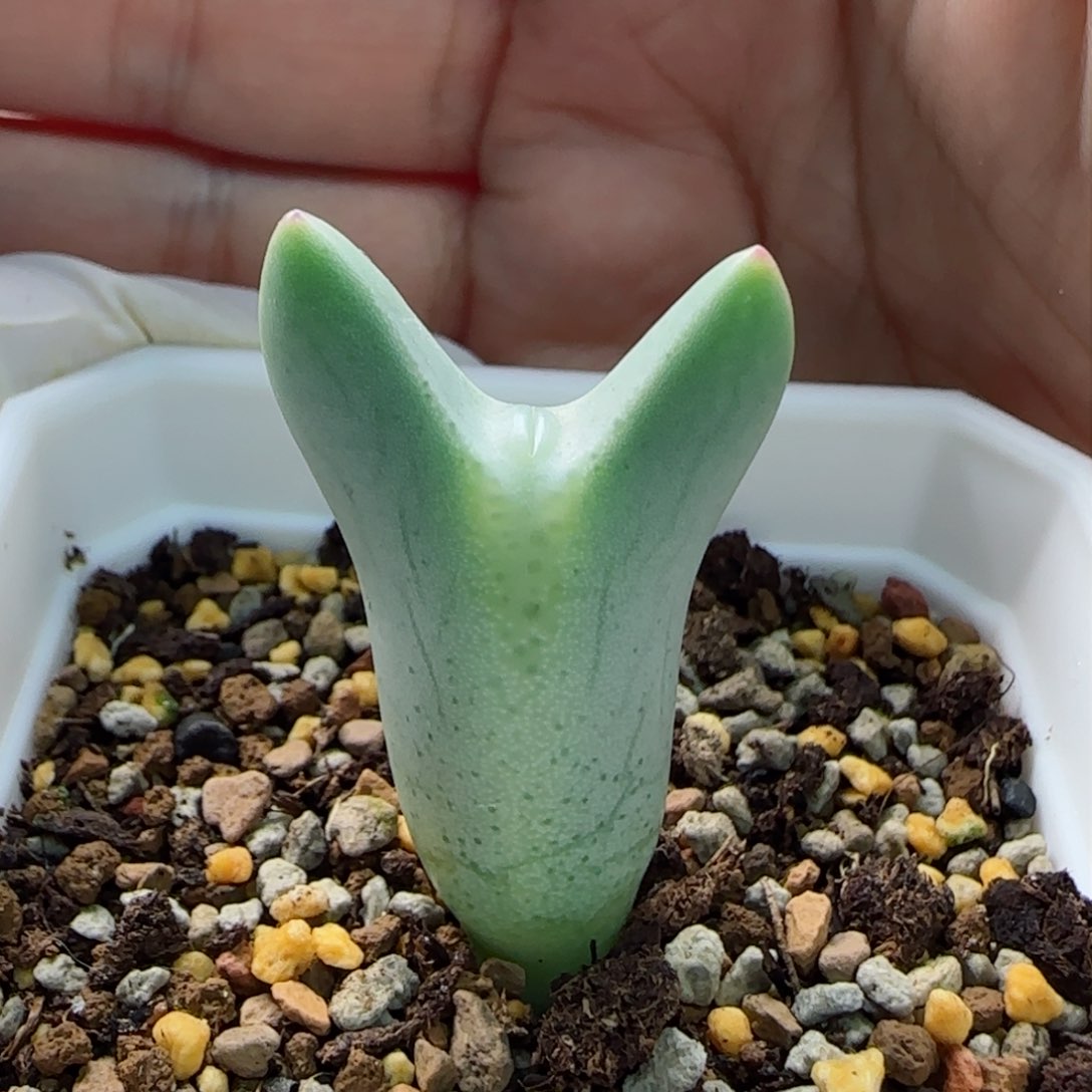 1-22-7-5当天满58包邮嘟嘟嘴皮卡丘多肉脱土