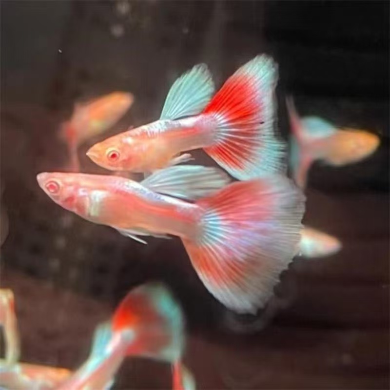 顺丰【火烧云】孔雀鱼小型热带观赏鱼适合新手鱼