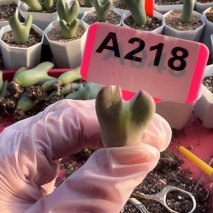 花***主218mmmmmmmmmmmmmmm