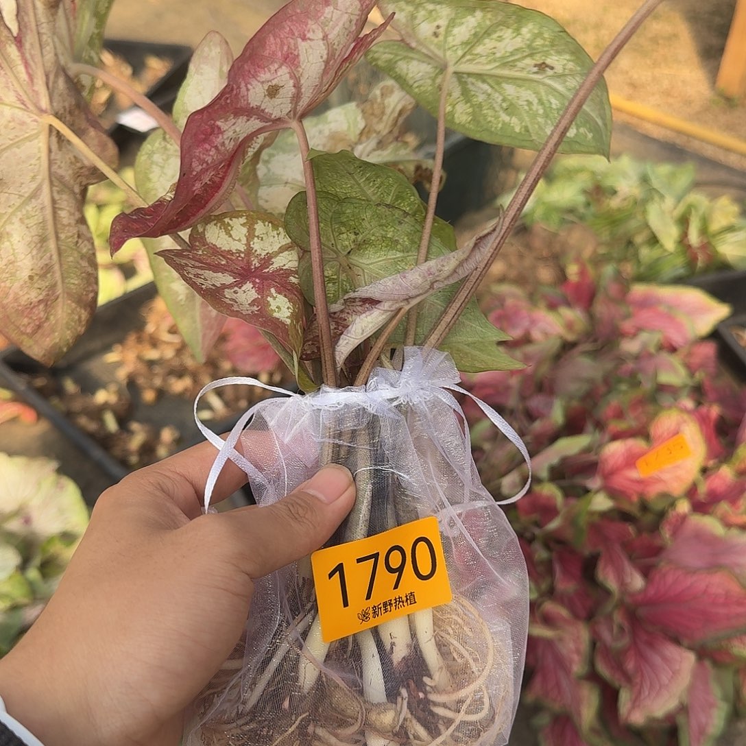 完全开放1790如烟裸球不售后