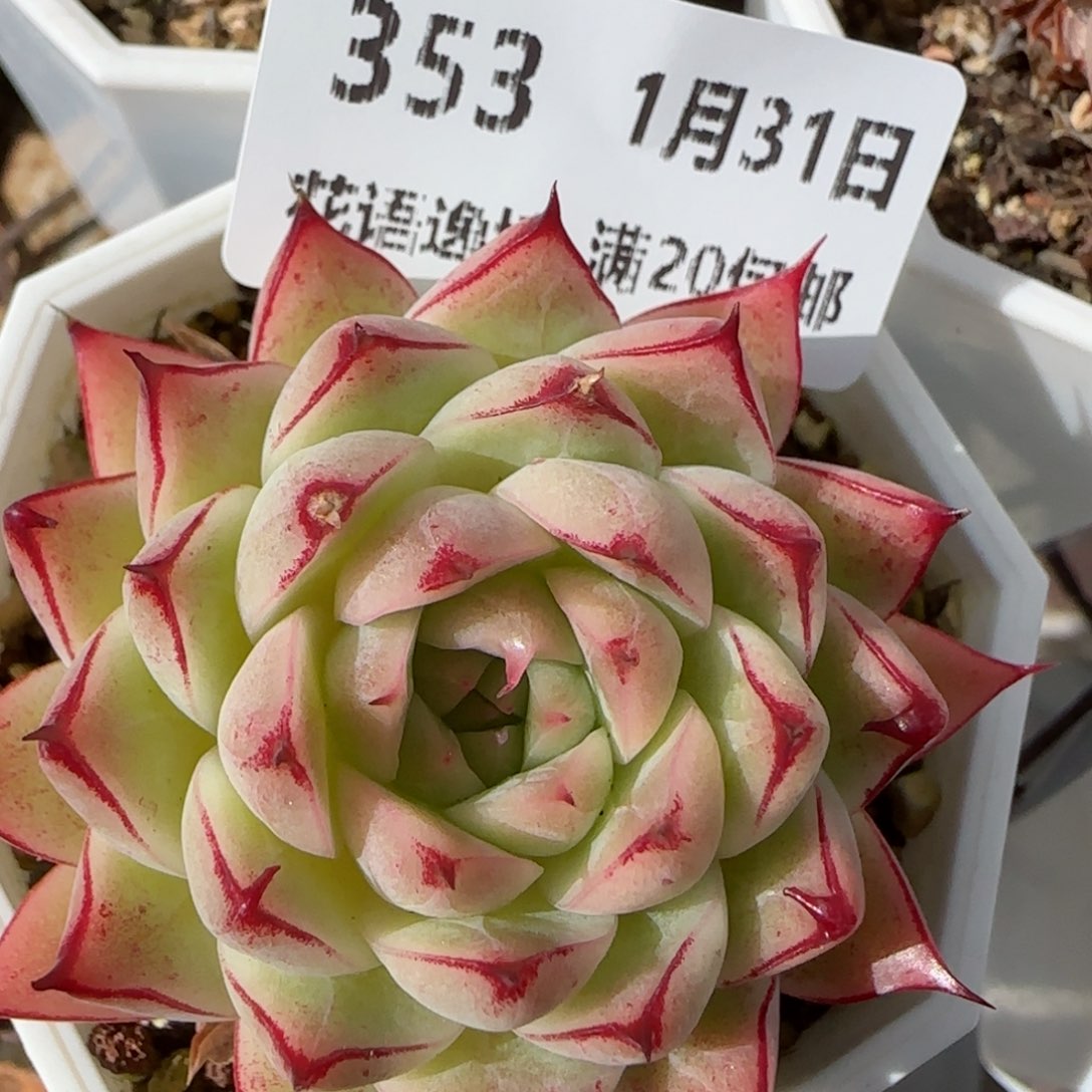 花语逸镜0131-353