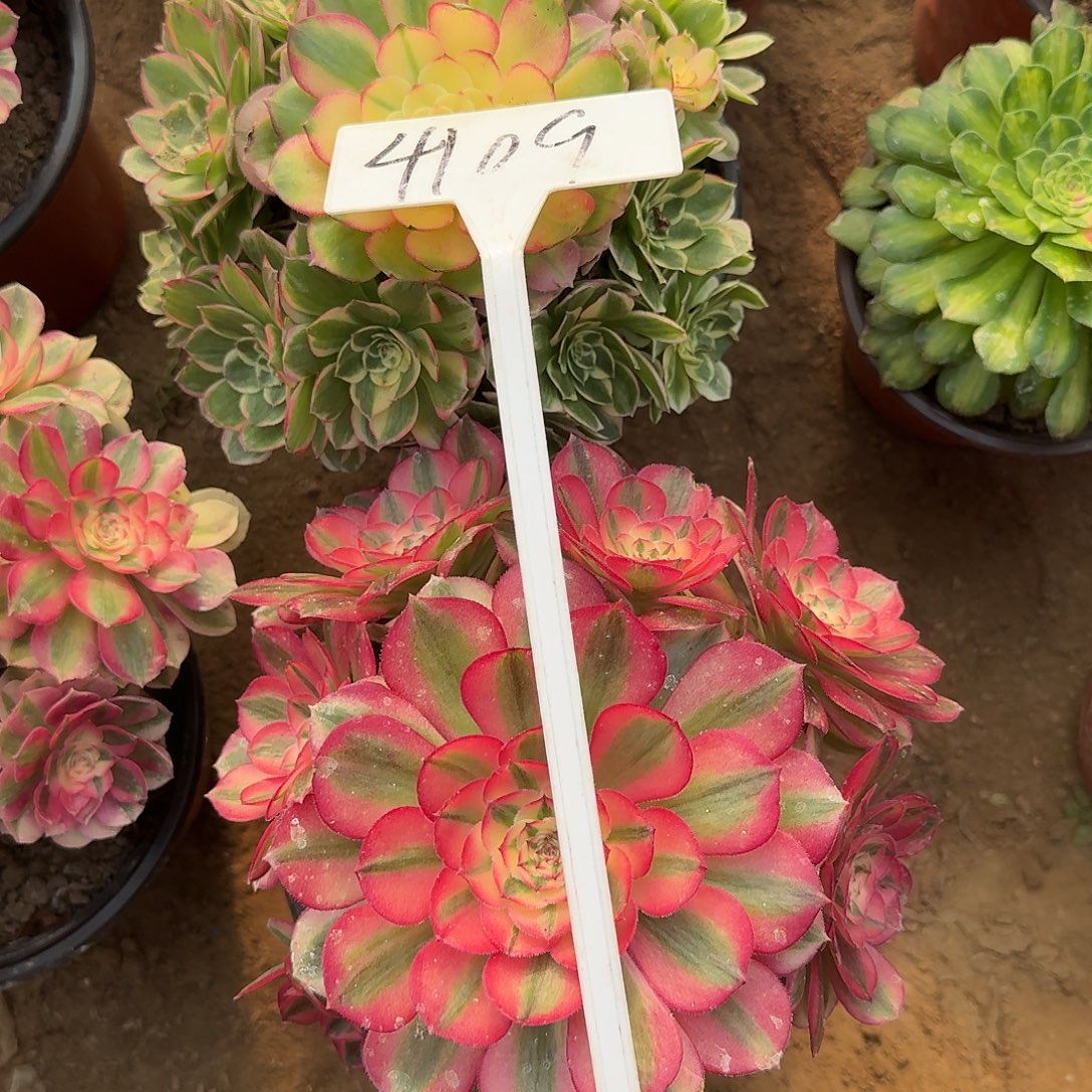 圆***圆4109倾城多肉法师多肉