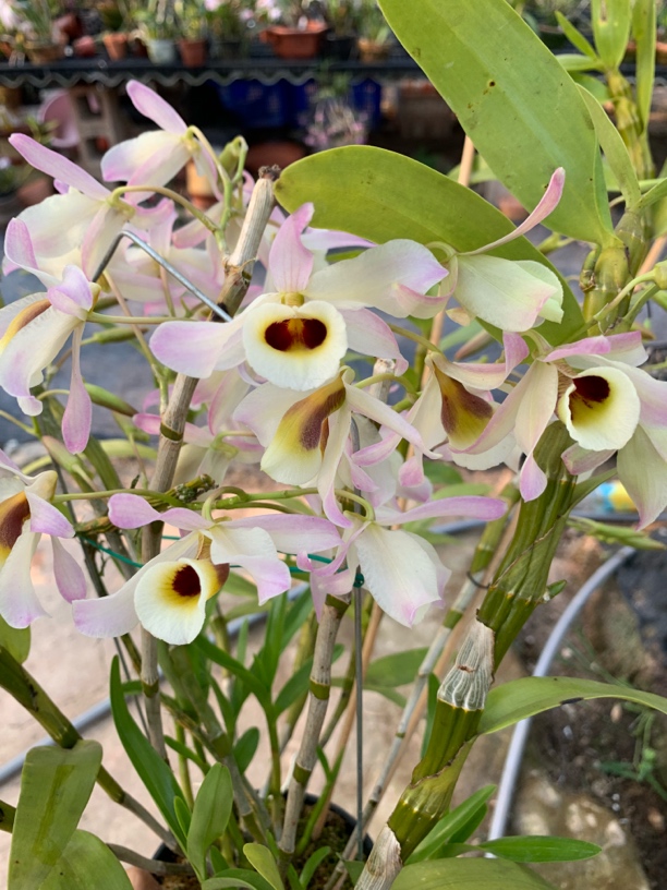 石斛兰 直播精选 一物一拍