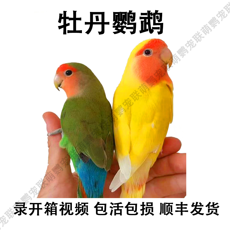 手养牡丹【直播链接】亲人好训练