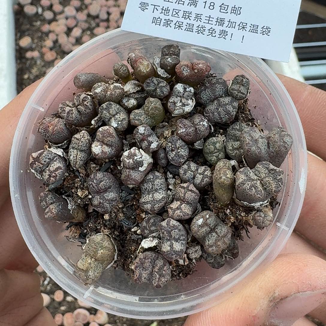 2529 哈哈哈哈哈哈哈哈