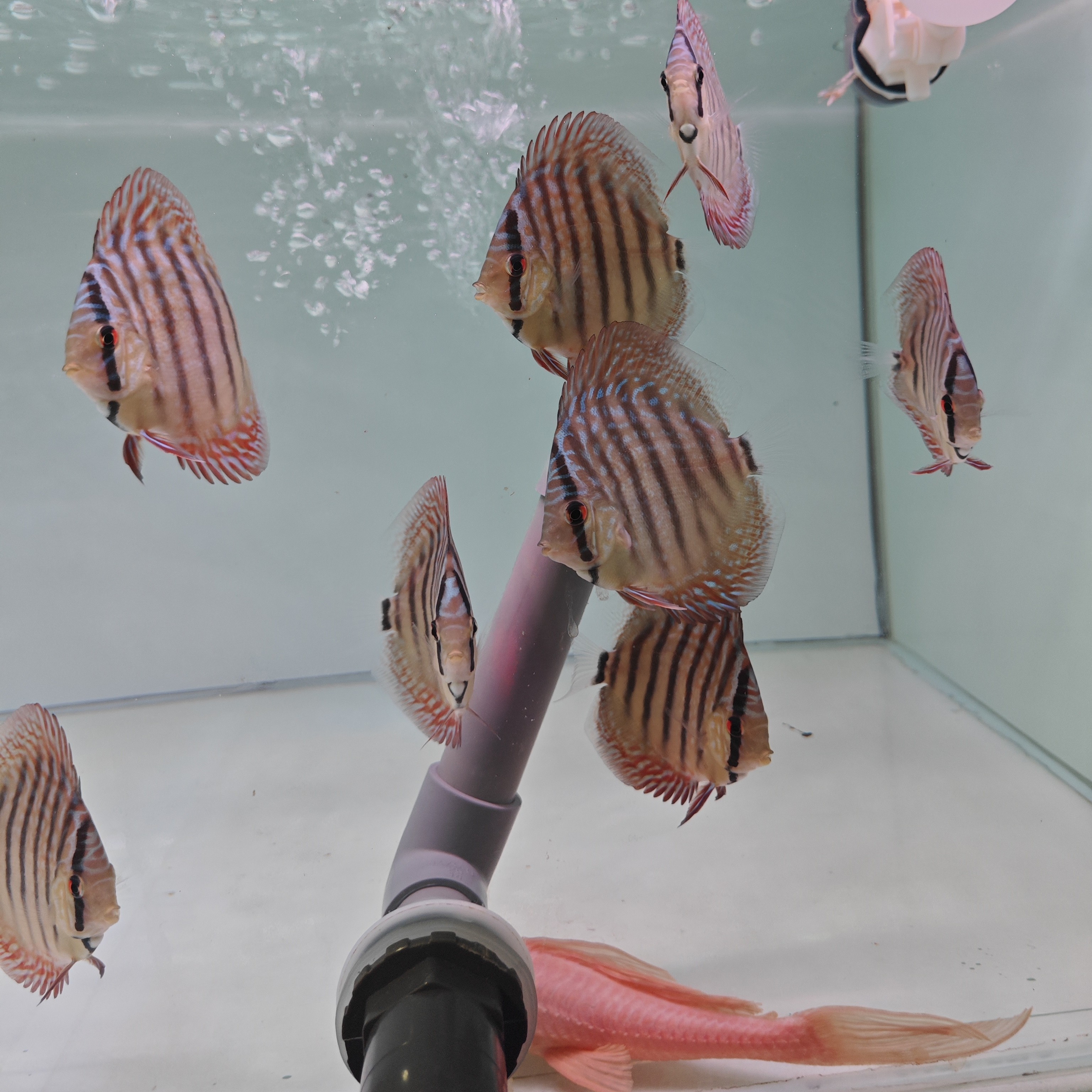 七彩少量价格跟主播沟通