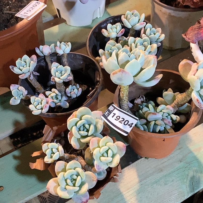 【闪购商品】冷香19204