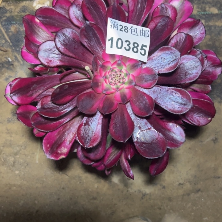 10385桐柏多肉植物