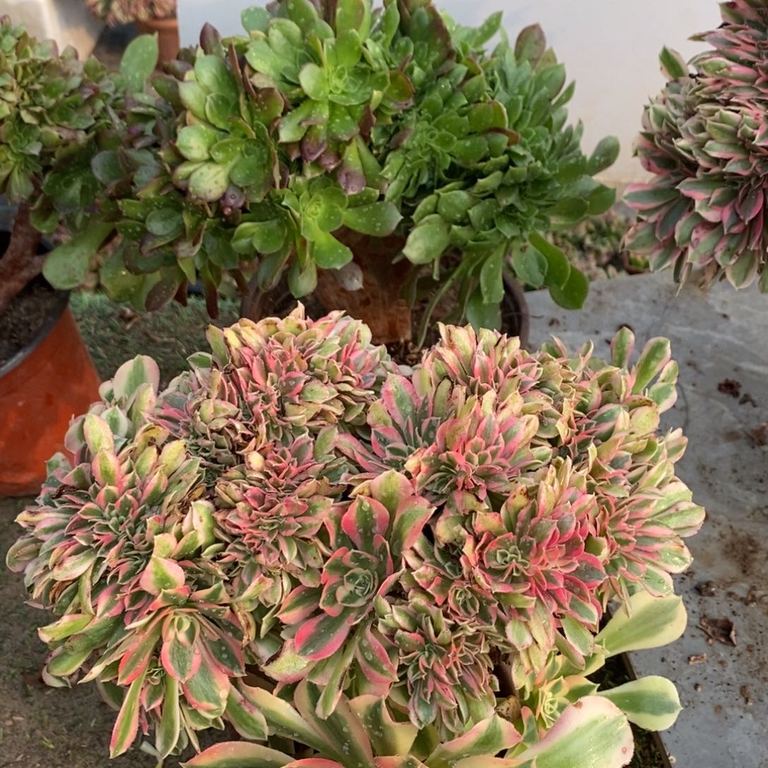 您柠檬玫瑰➕粉女巫1颗