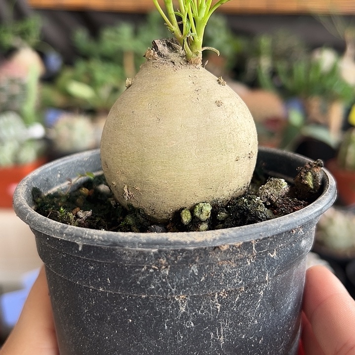 大福袋柳叶麒麟带盆11111111111