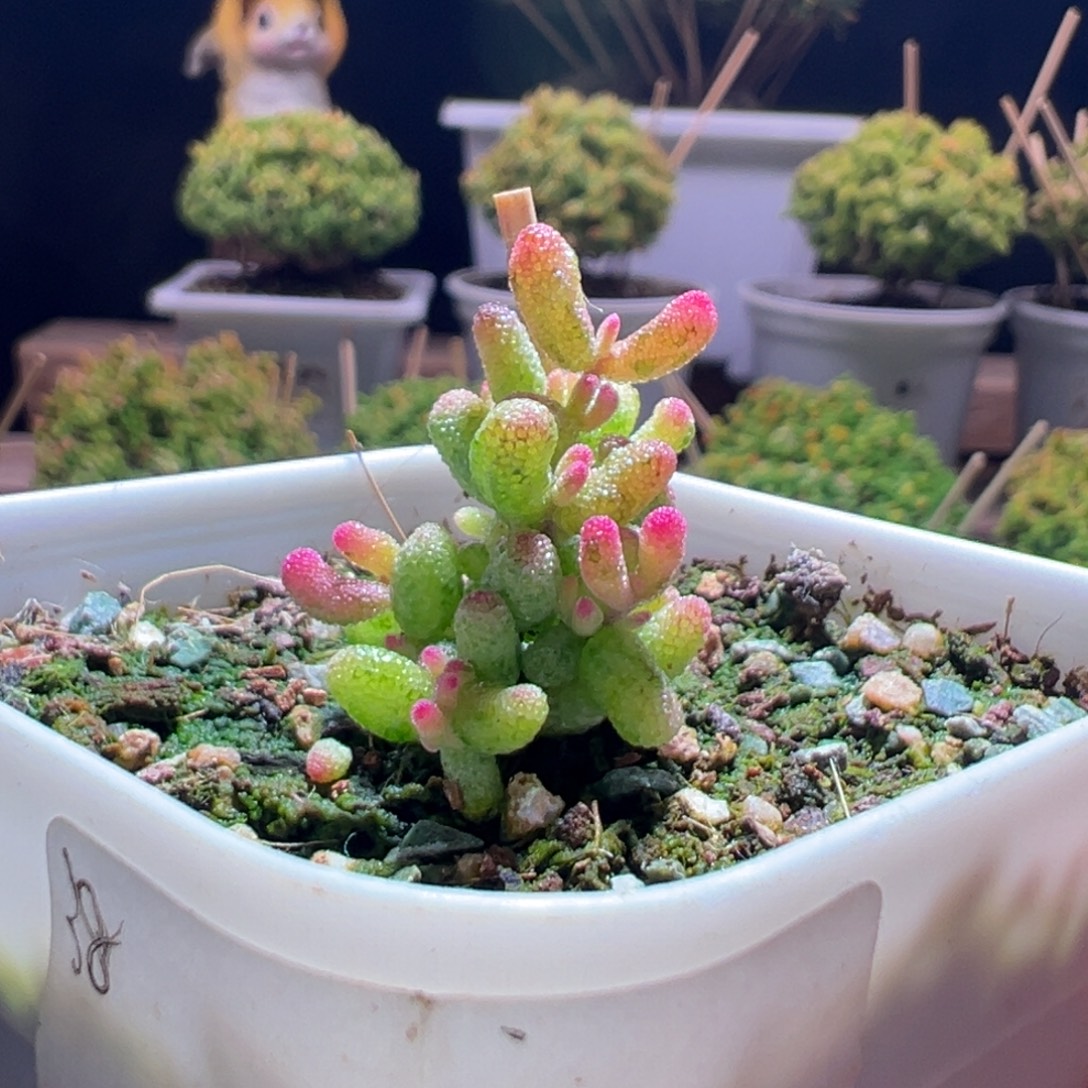 K***a255花斑露一物一拍带盆土发货