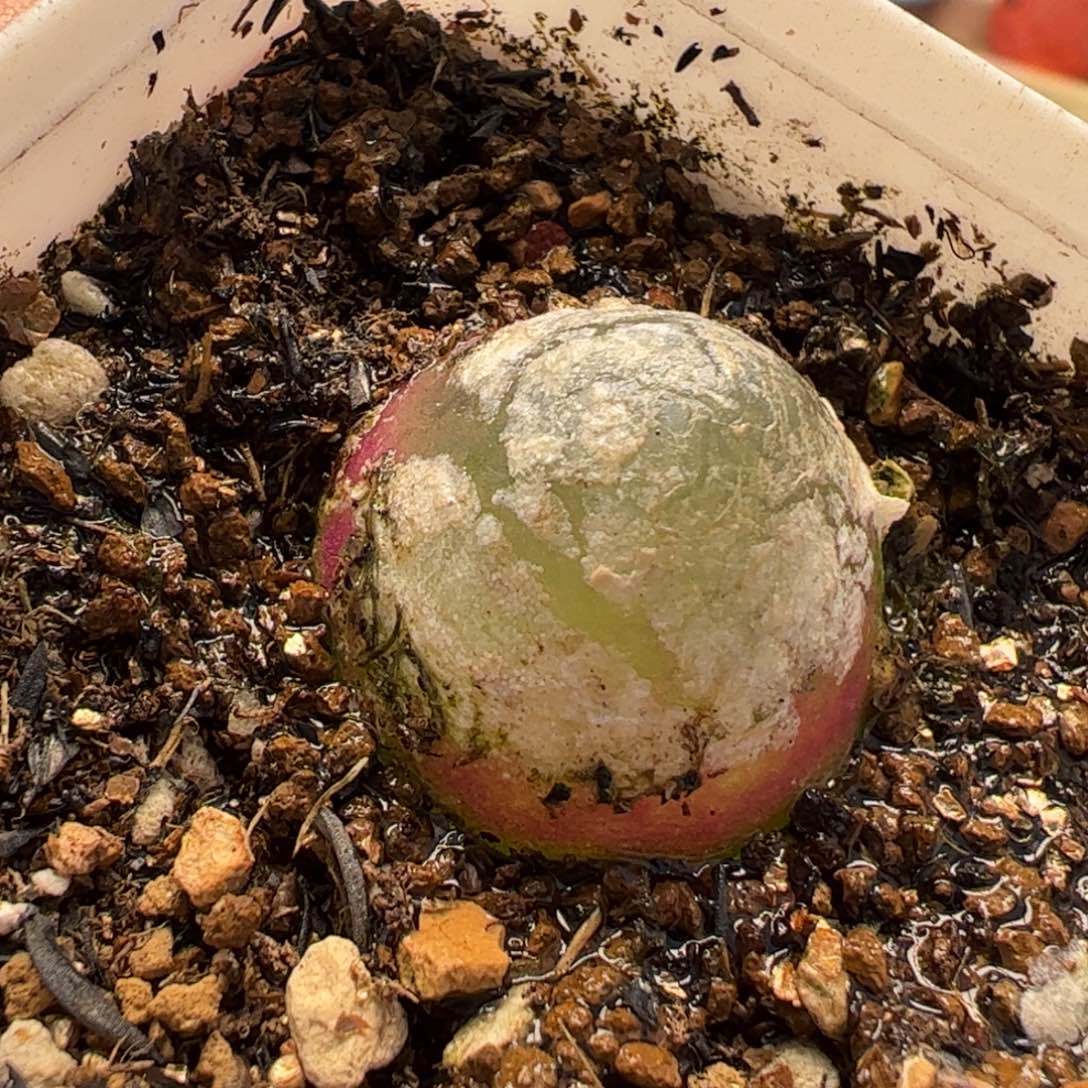 022多肉植物百科